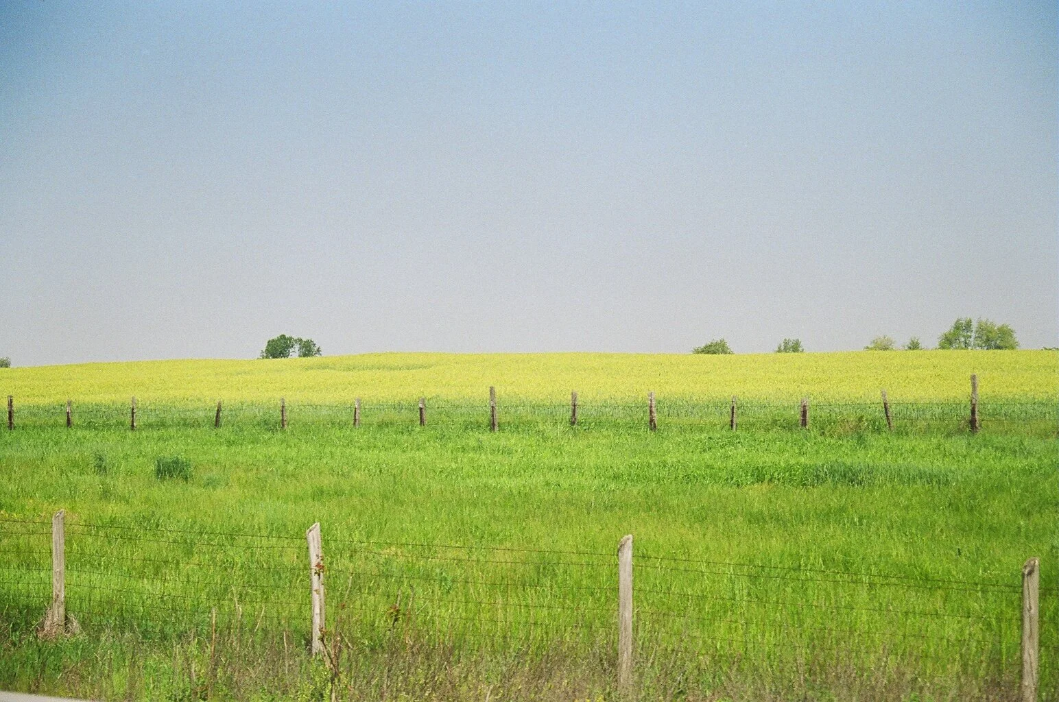 Open Field.jpg