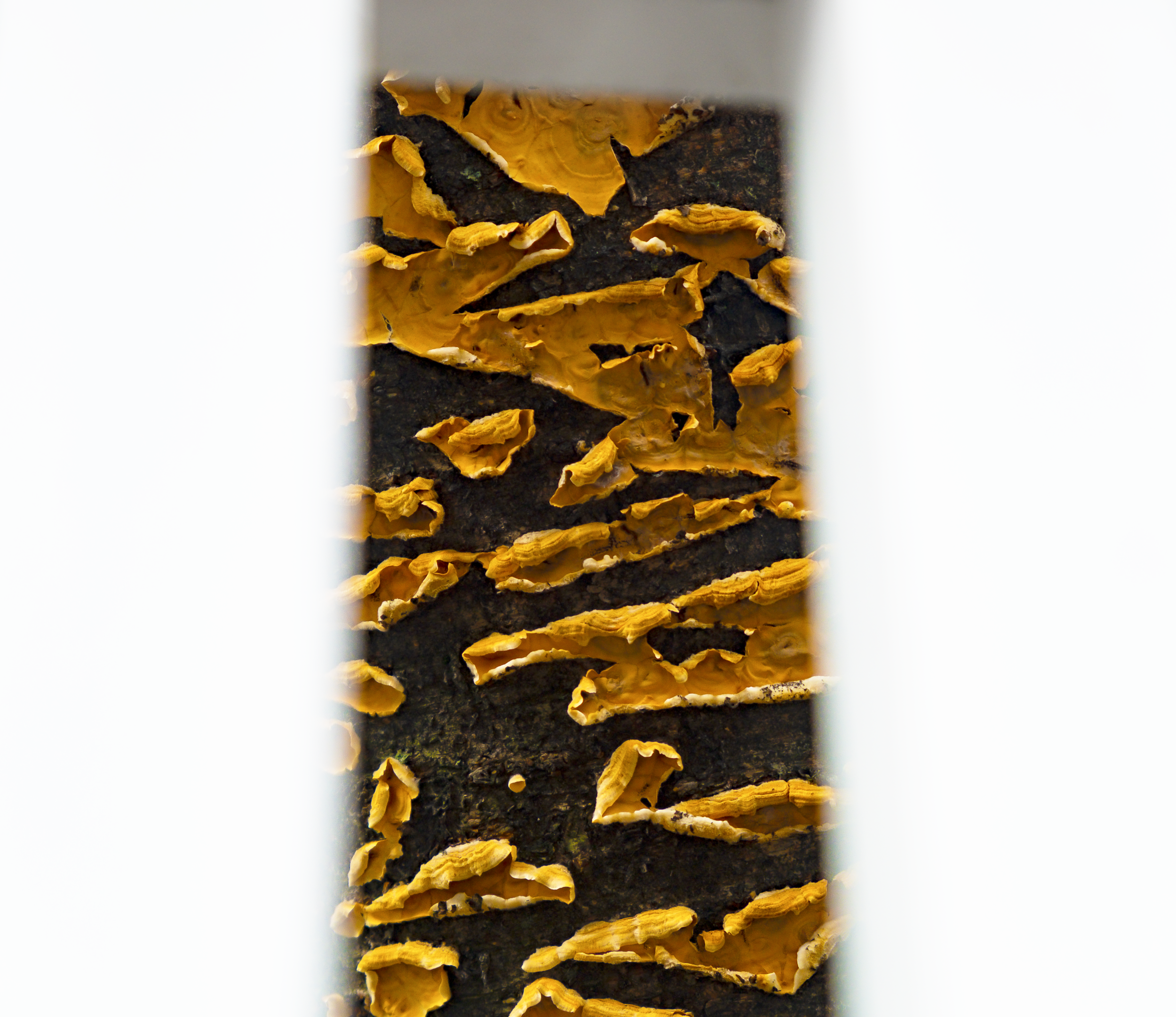 DSCF0535.JPG