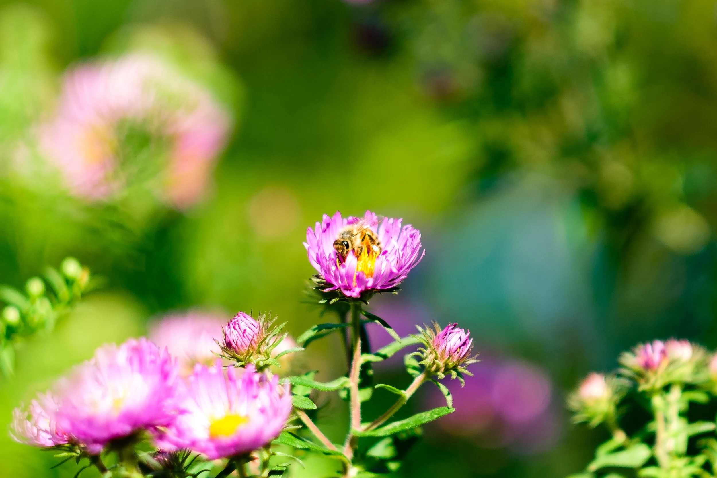 The busiest bee, III
