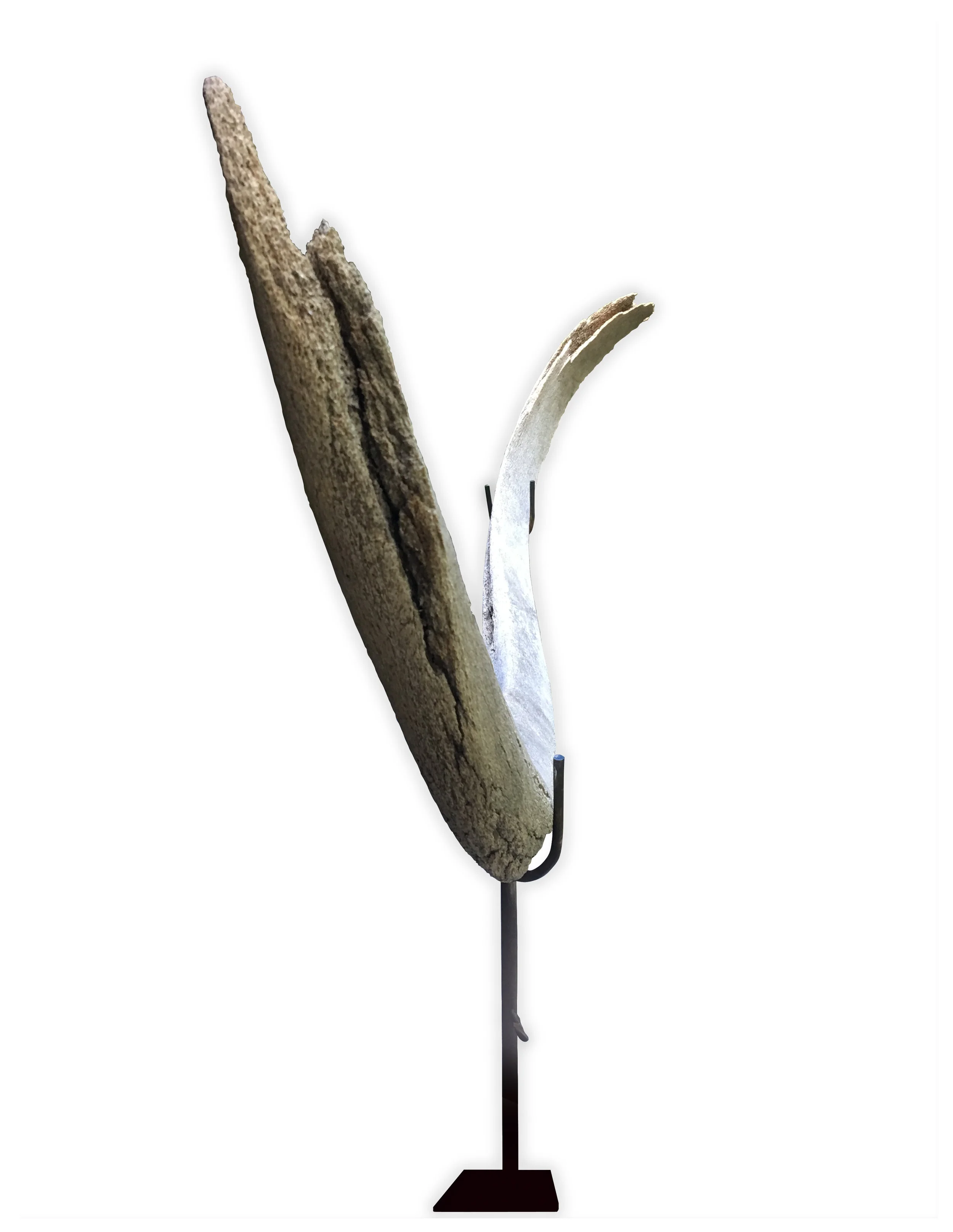 Whale Rib side view