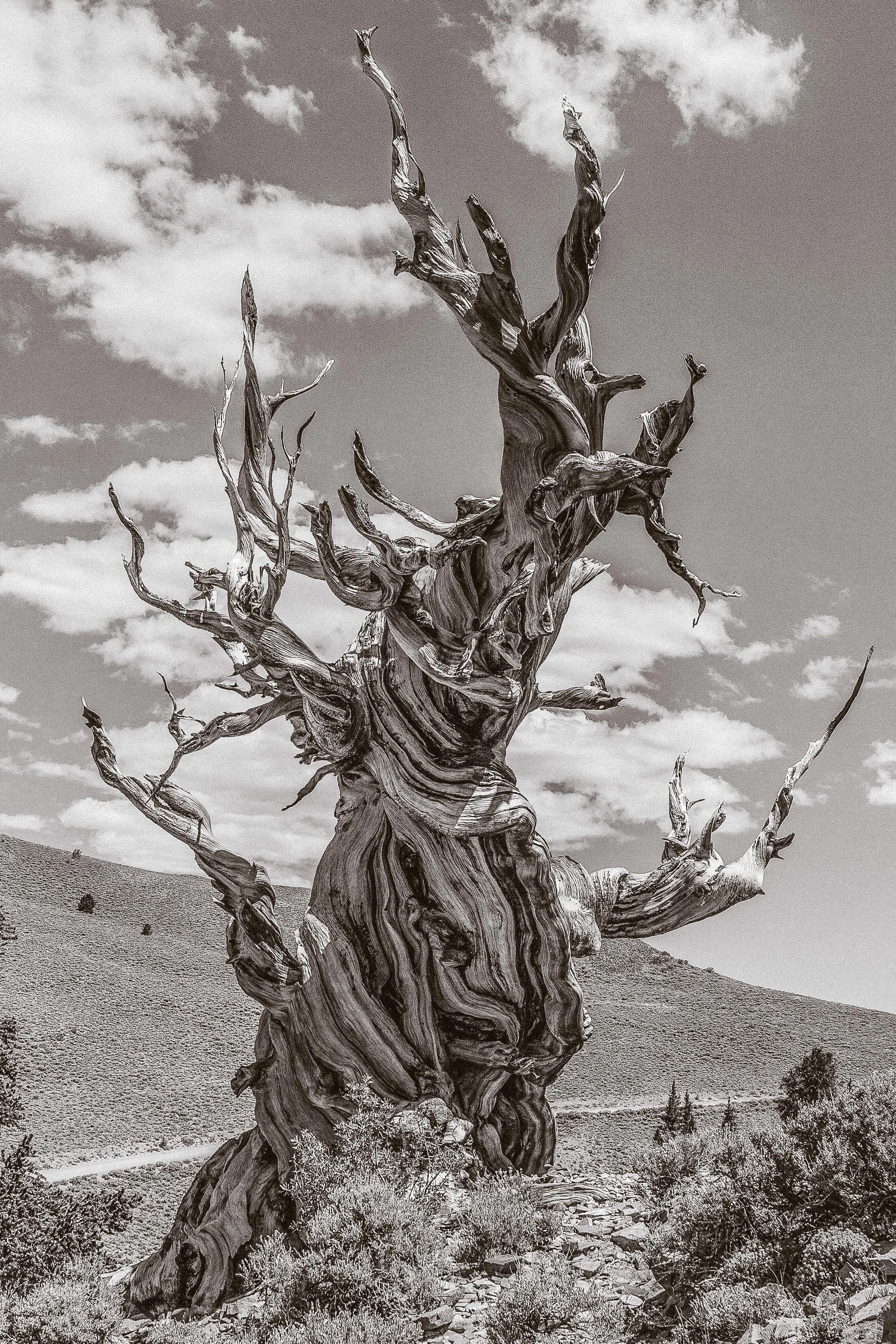 Ancient