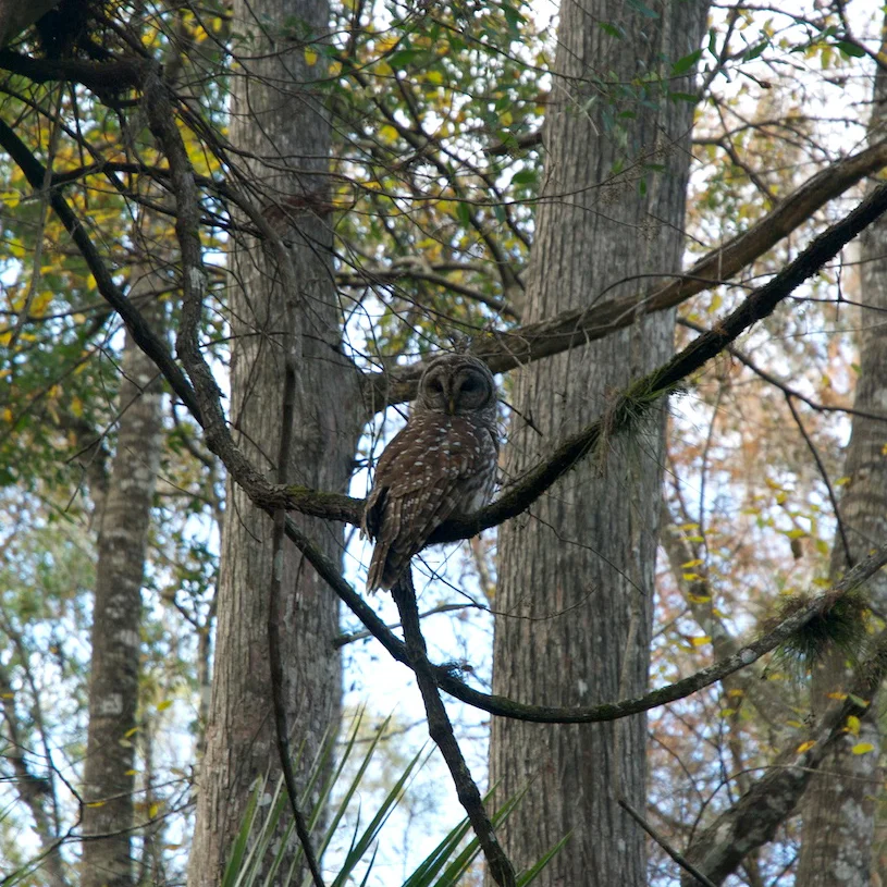 Bird Photography Attempts 2004-2014