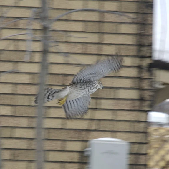 4-cooper-hawk-11-11.jpg