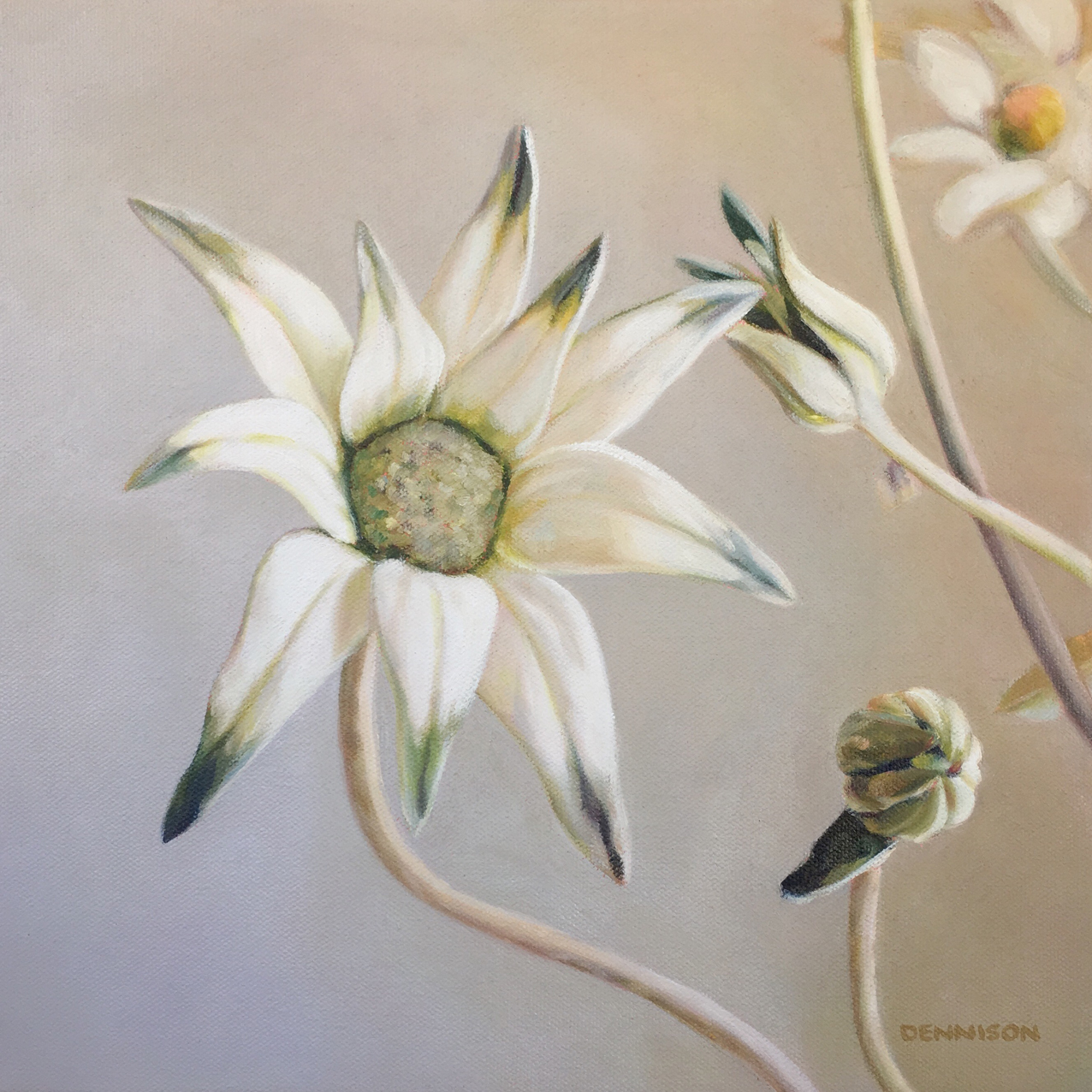 Flannel FlowerOil on Canvas, 30cm x 30cm