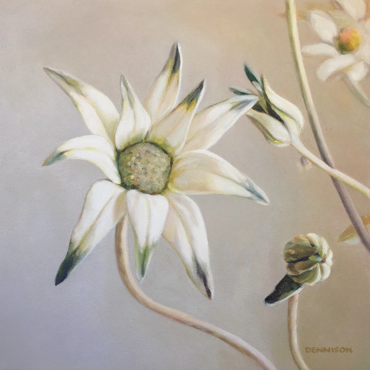 Flannel Flower   Oil on Canvas, 30cm x 30cm