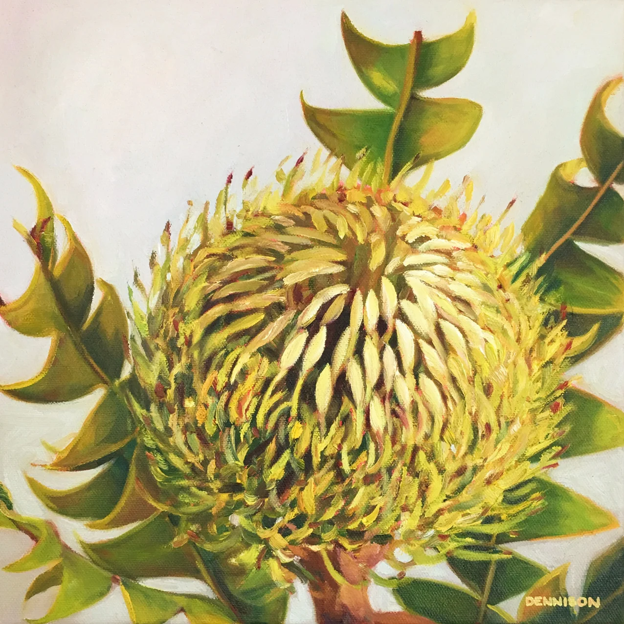 Banksia Baxteri   Oil on Canvas, 30cm x 30cm