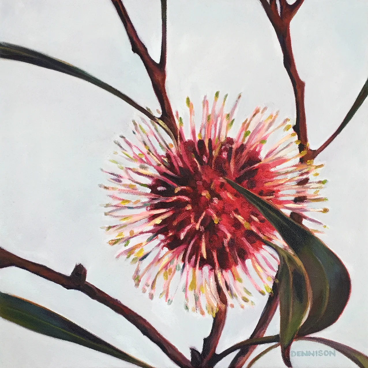 Pincushion Hakea   Oil on Canvas, 30cm x 30cm