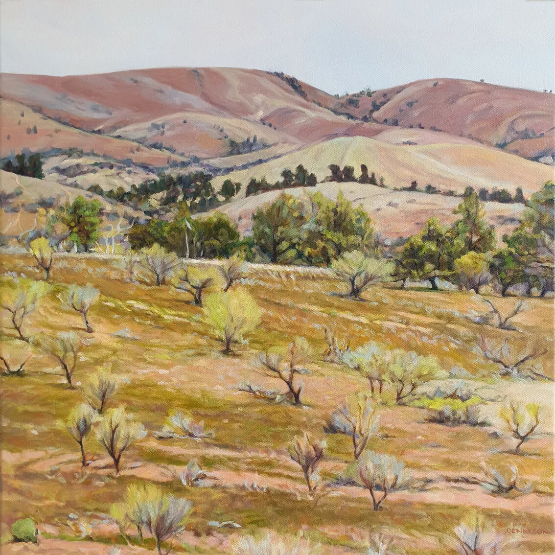 Pink Hills, Flinders RangesOil on Canvas, 50 x 50cm, $1750