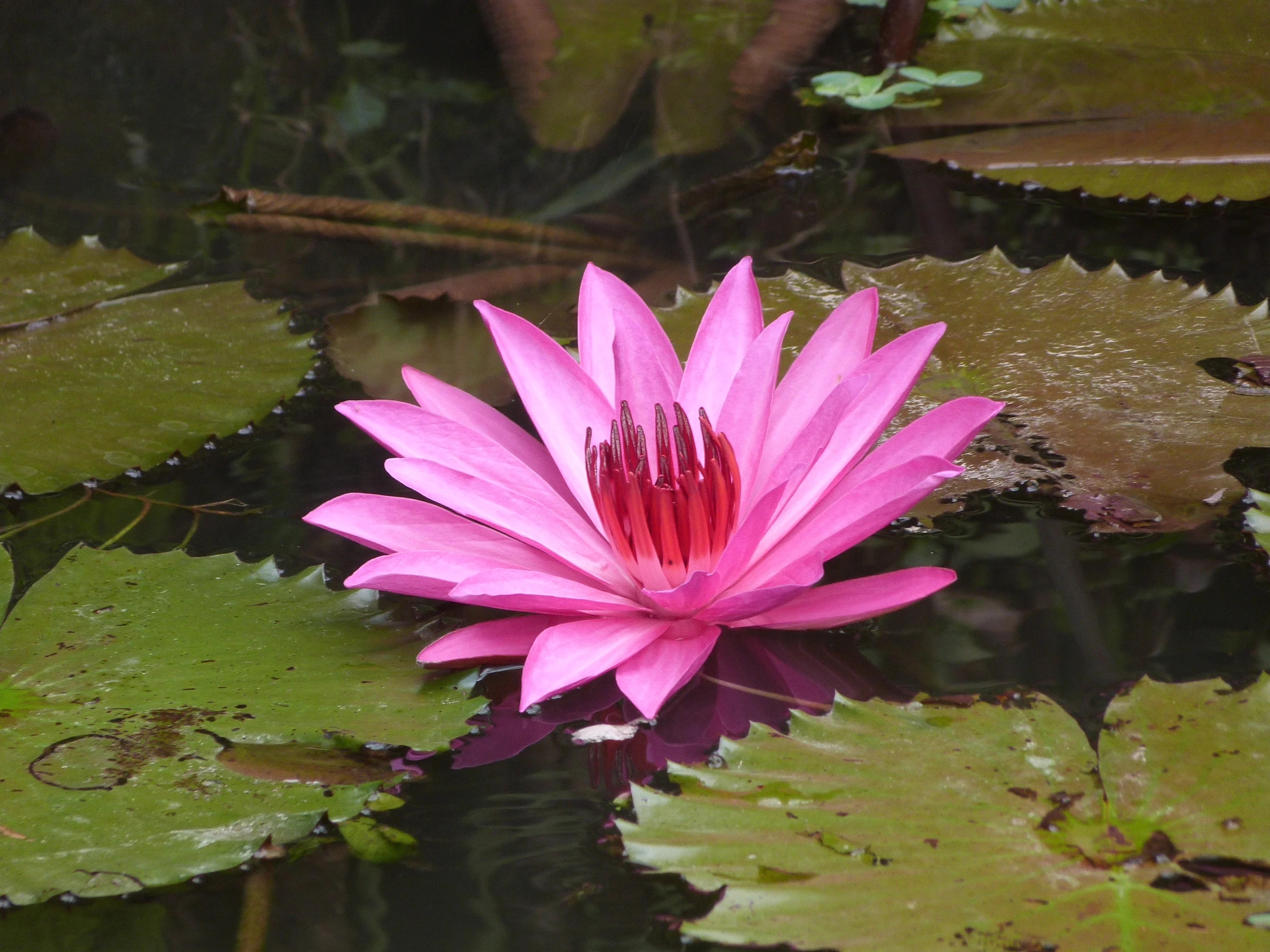 YOGA WELLNESS RETREAT