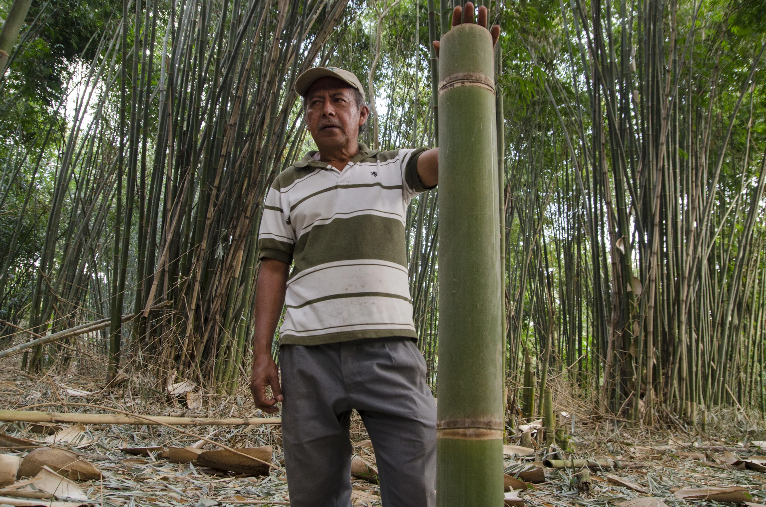 Harvesting Bamboo