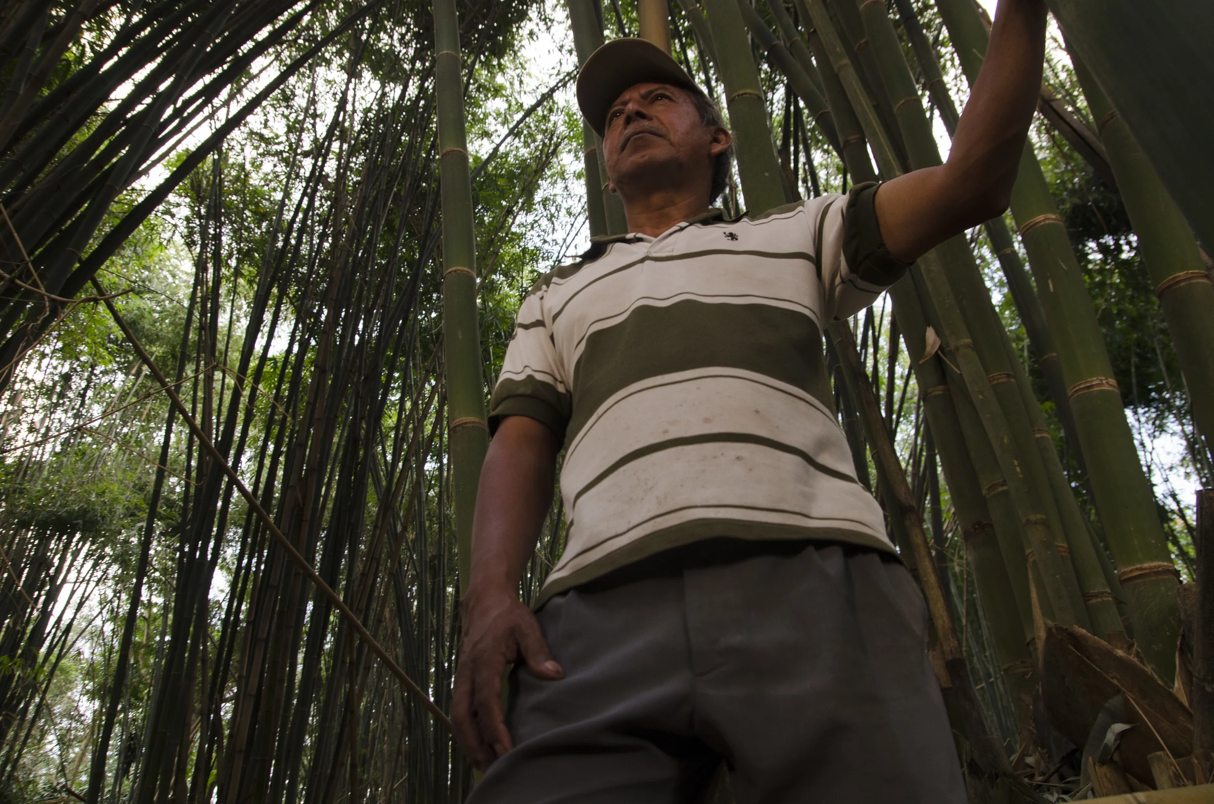 Harvesting Bamboo
