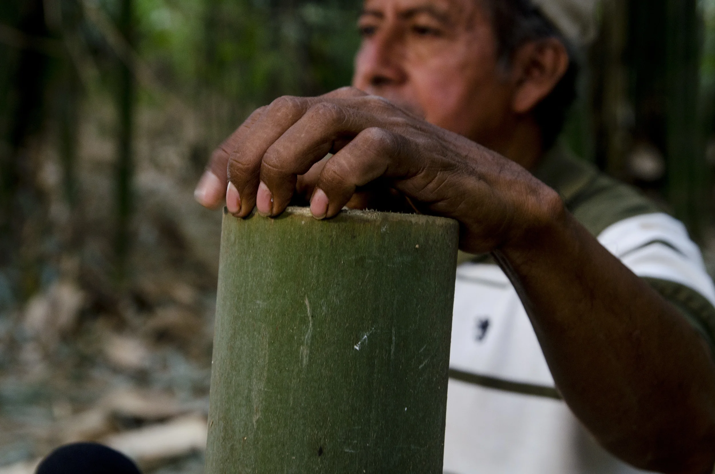 Harvesting Bamboo