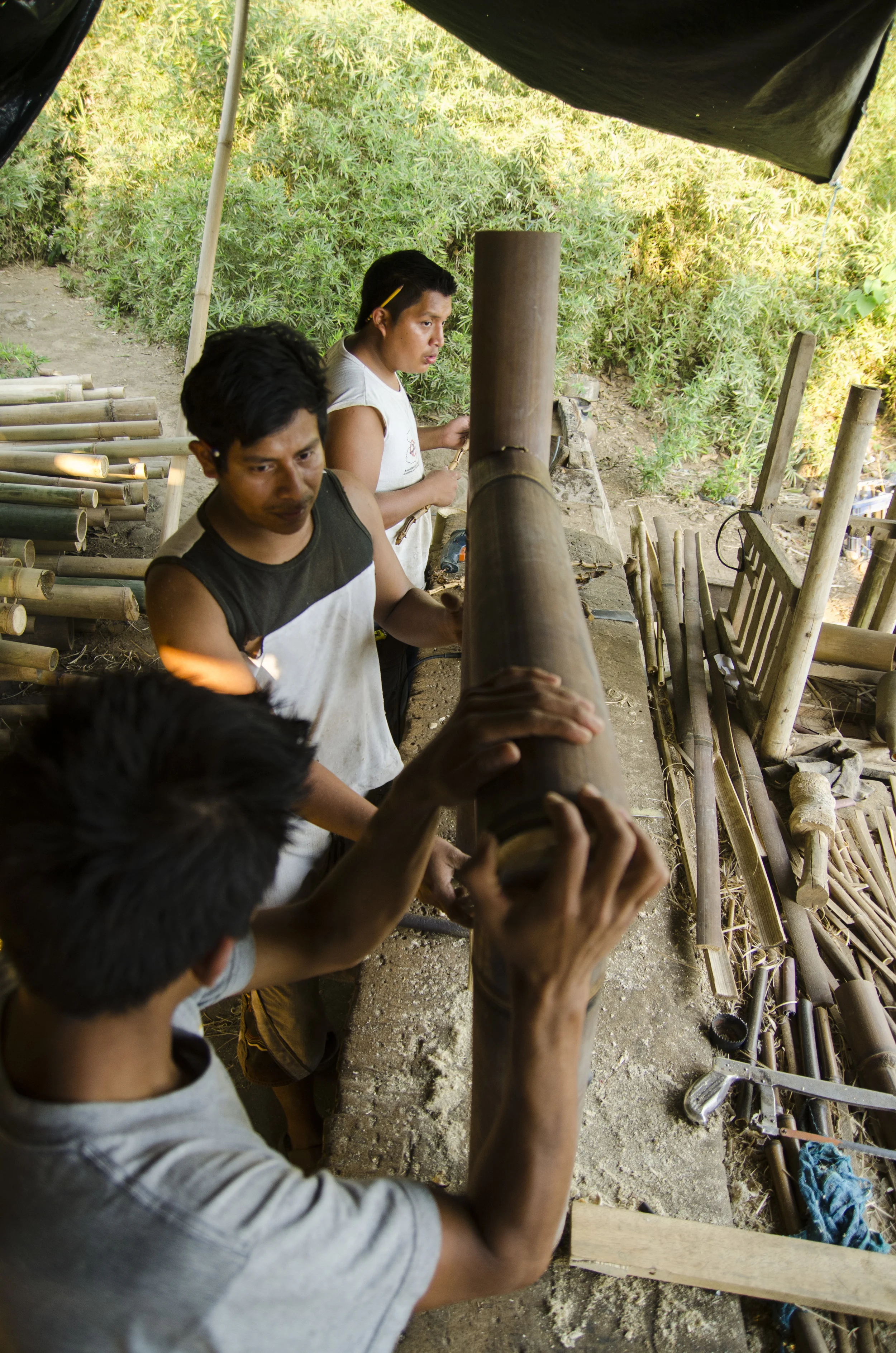 Harvesting Bamboo