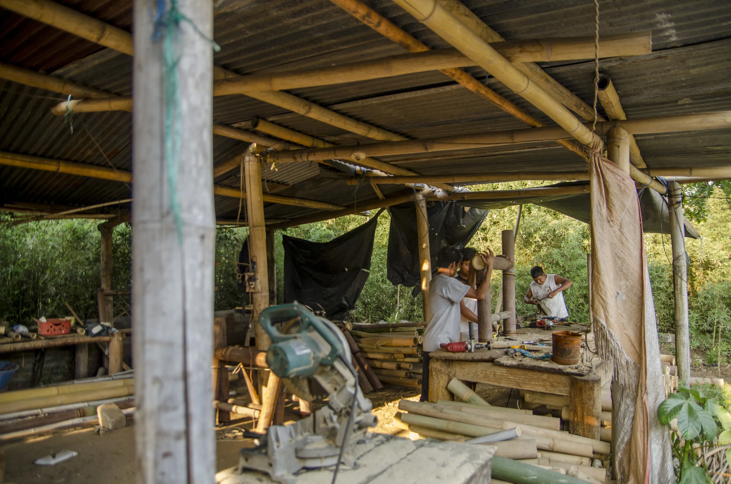 Harvesting Bamboo
