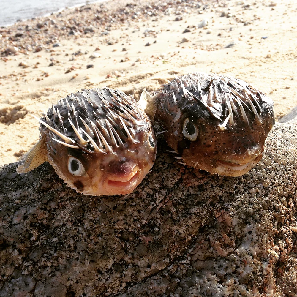 Some Friendly Locals