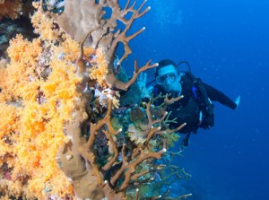 Great Underwater Shot