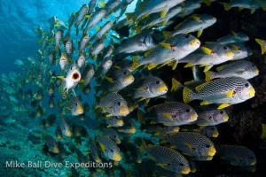 Fishes!