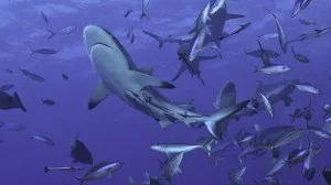 sharks.jpg