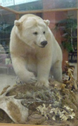 Rare Kermode Bear