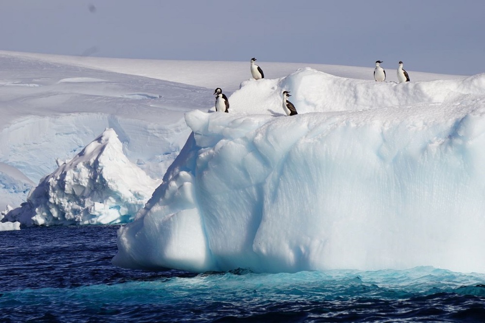 Ice Bergs Loaded with Wildlife