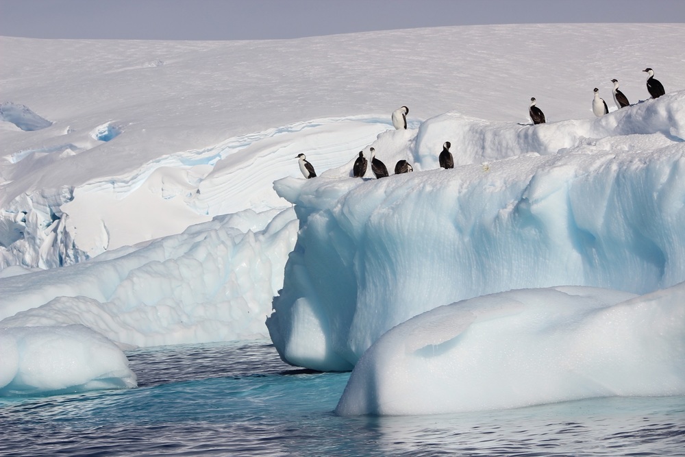 Ice, Sea and Birds