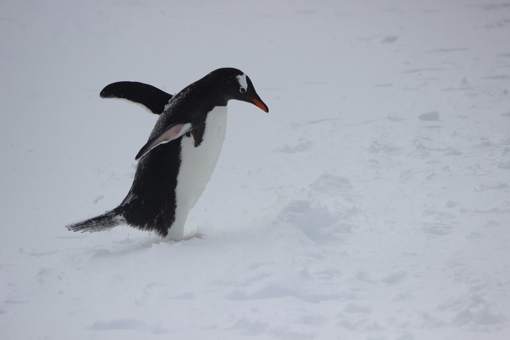 Penguinos So Cute on Land