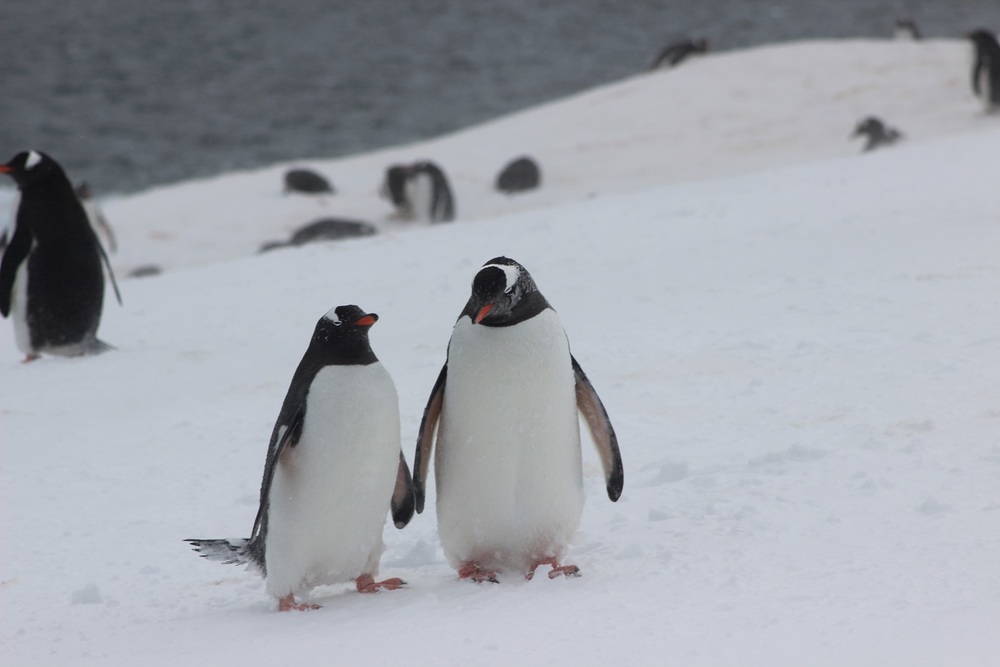 Penguins Dating on Port Lockeroy