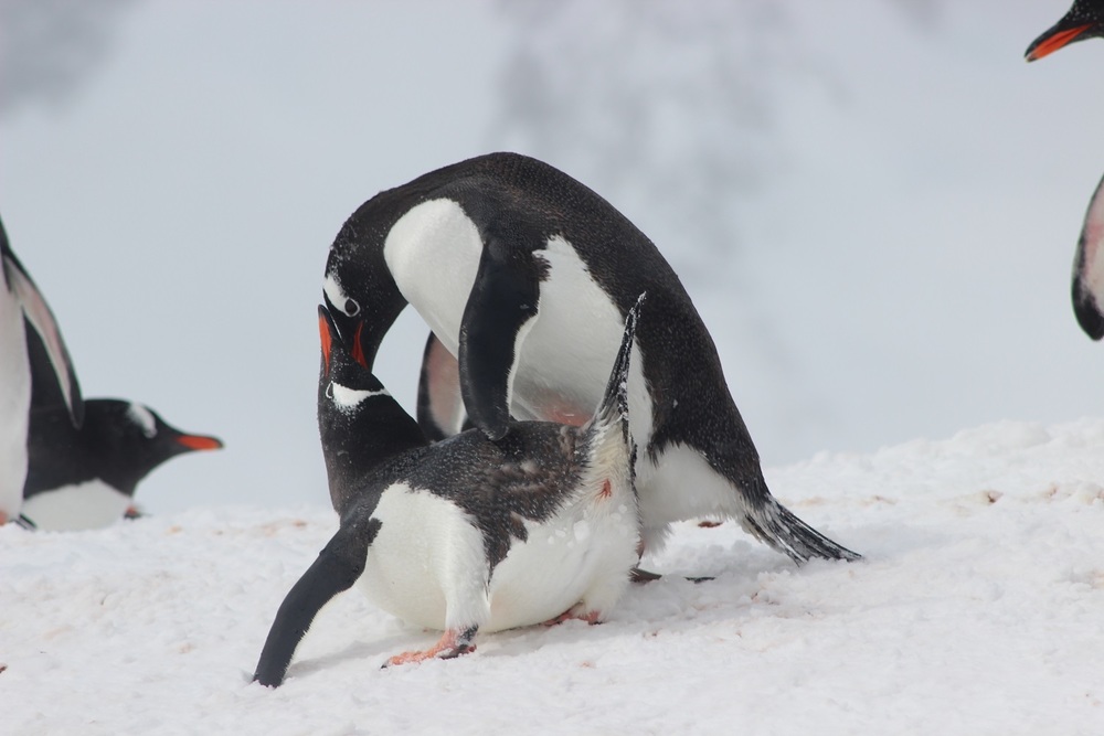 Penguins Breeding