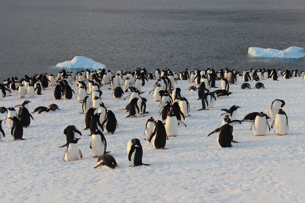 An Evening Penguin Gathering