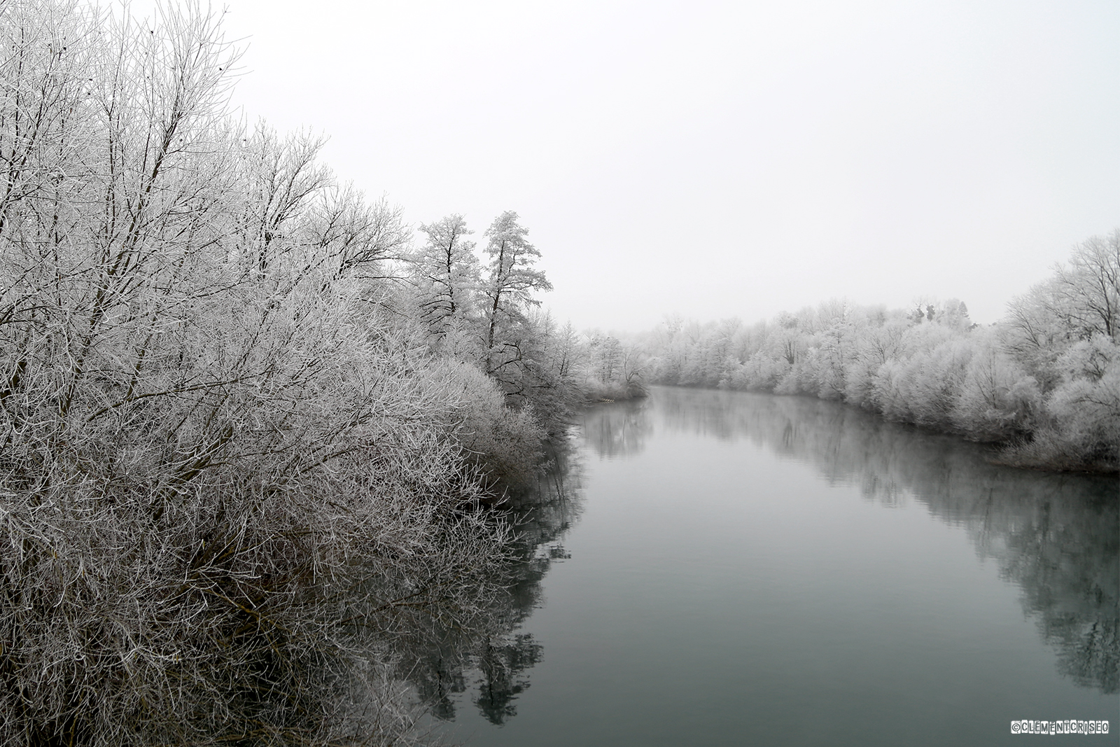 Fleurs d'hiver