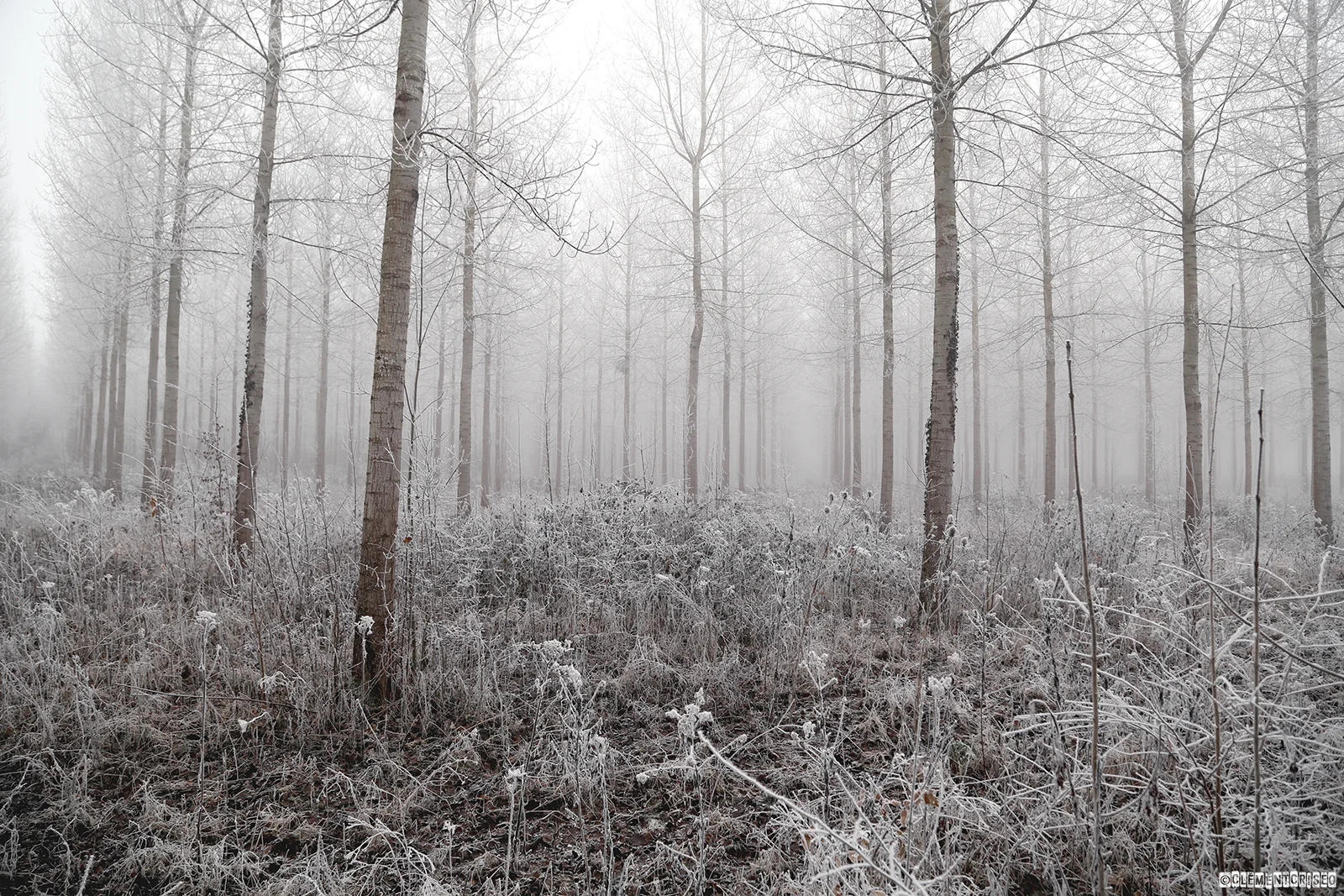 La forêt aux 100 sortilèges