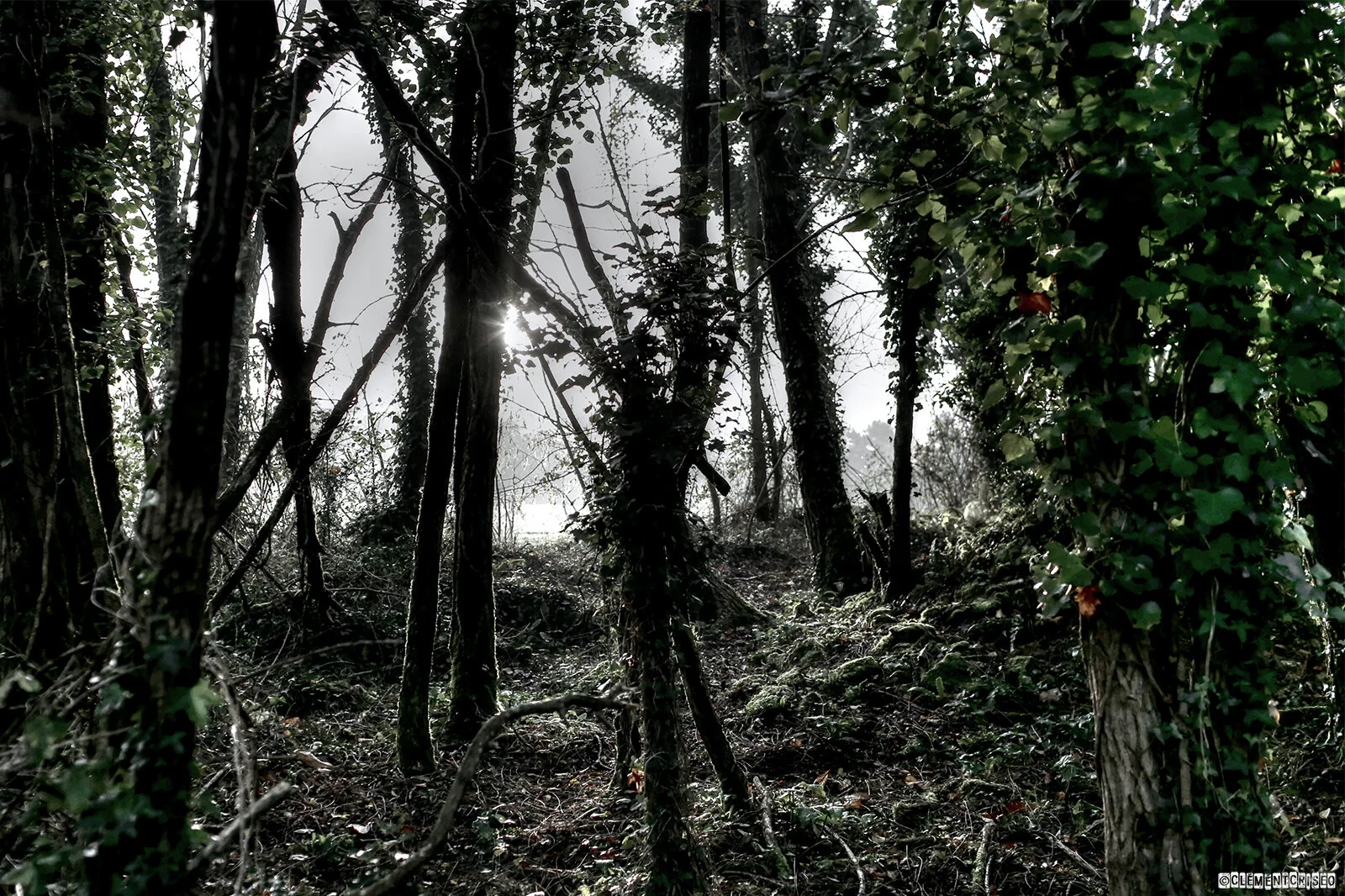 Clairière