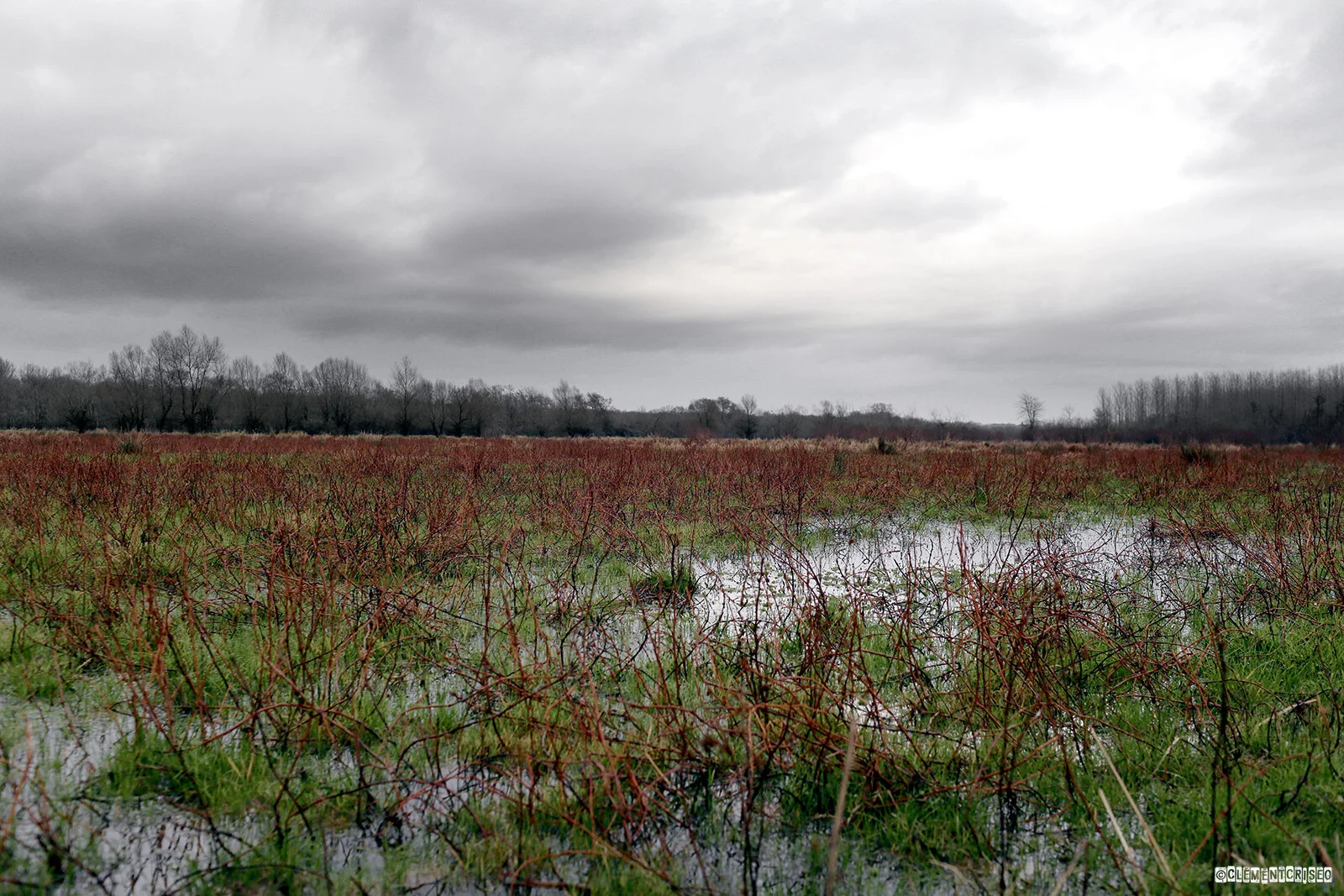 Marais marécageux du marécage