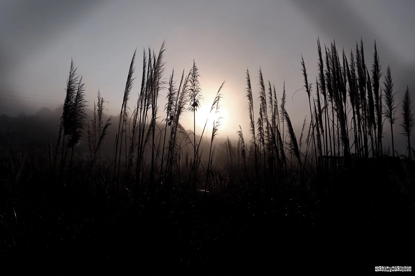 Les herbes de la pampa