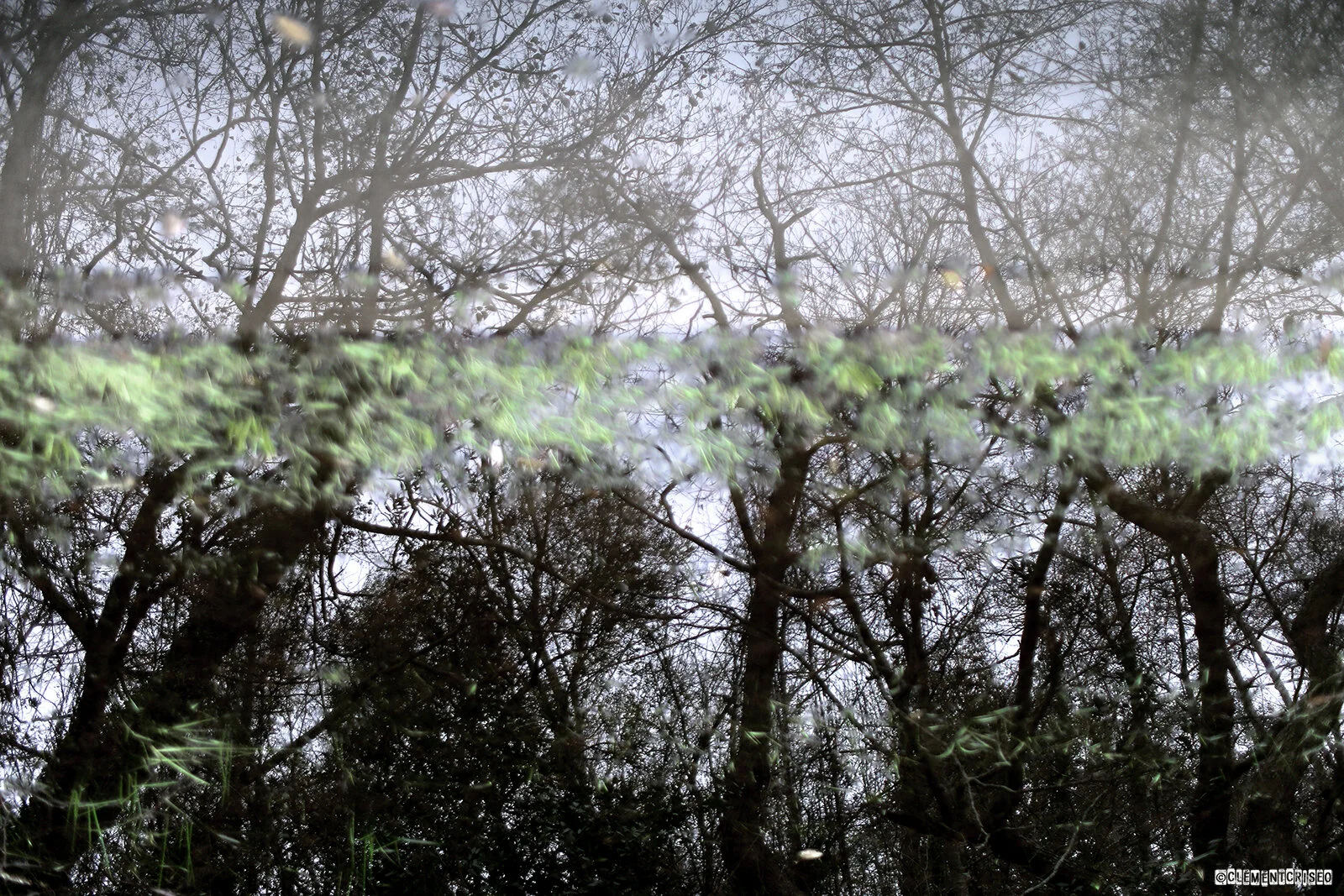 La canopée