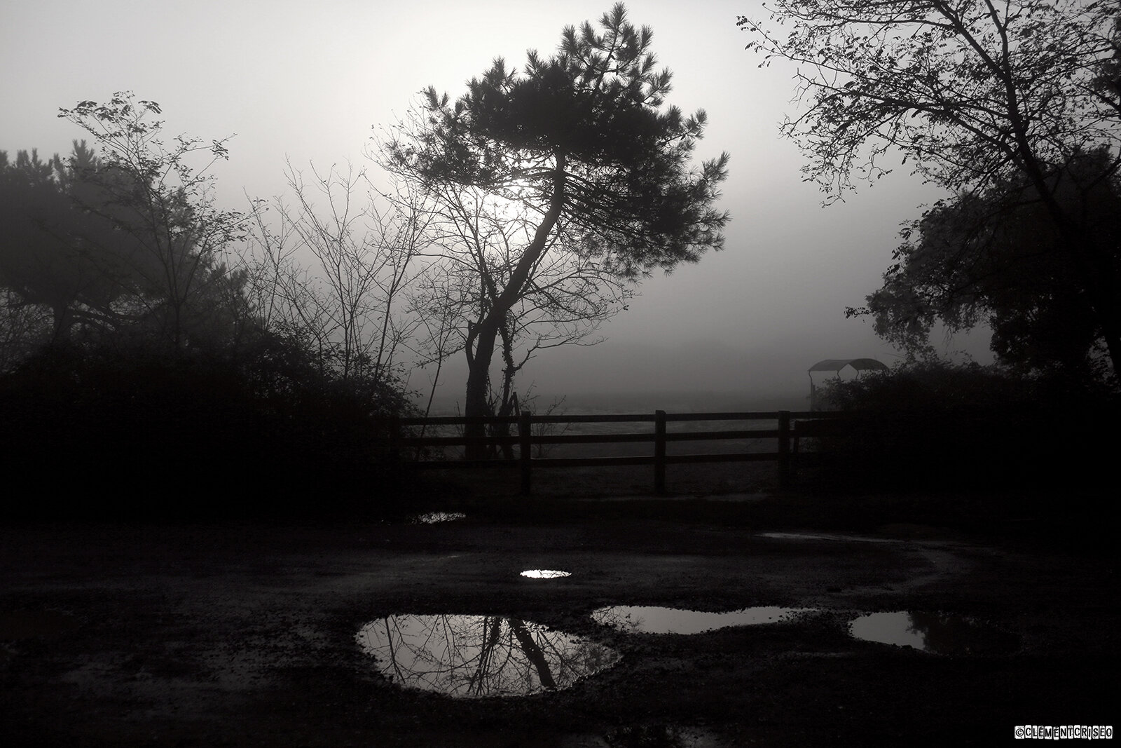 Au pied de mon arbre