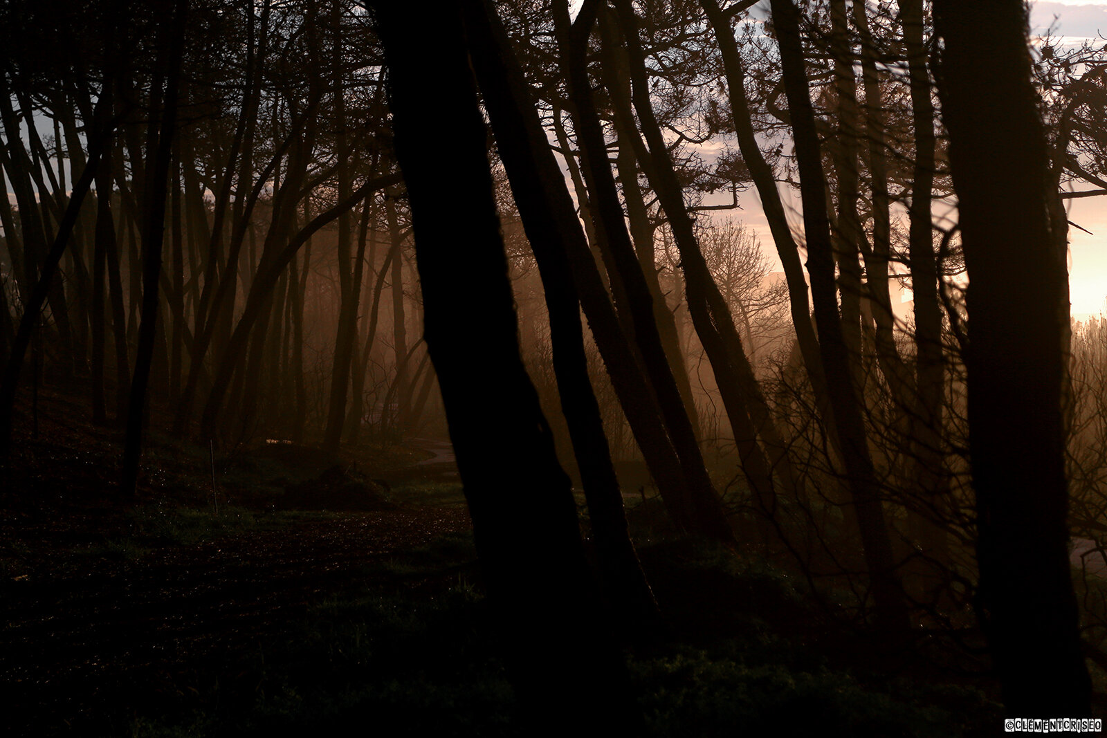 Dans la forêt profonde
