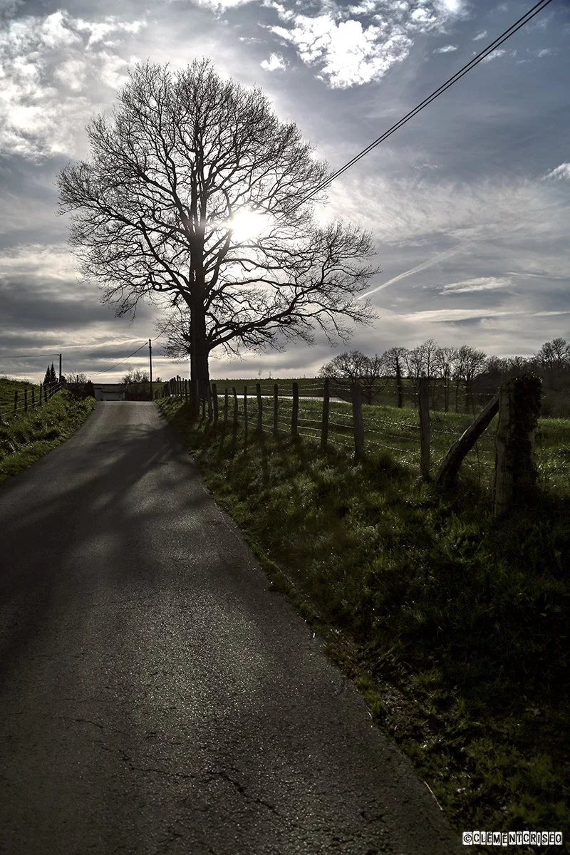 Au pied de mon arbre