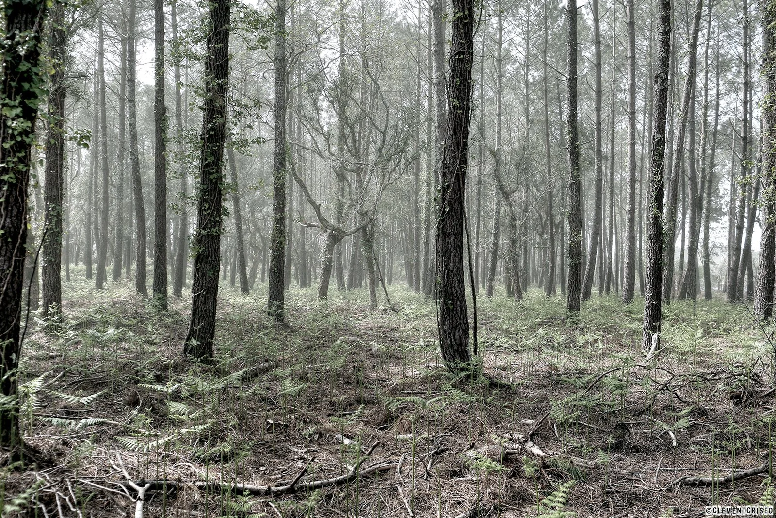 Dans la fôret profonde