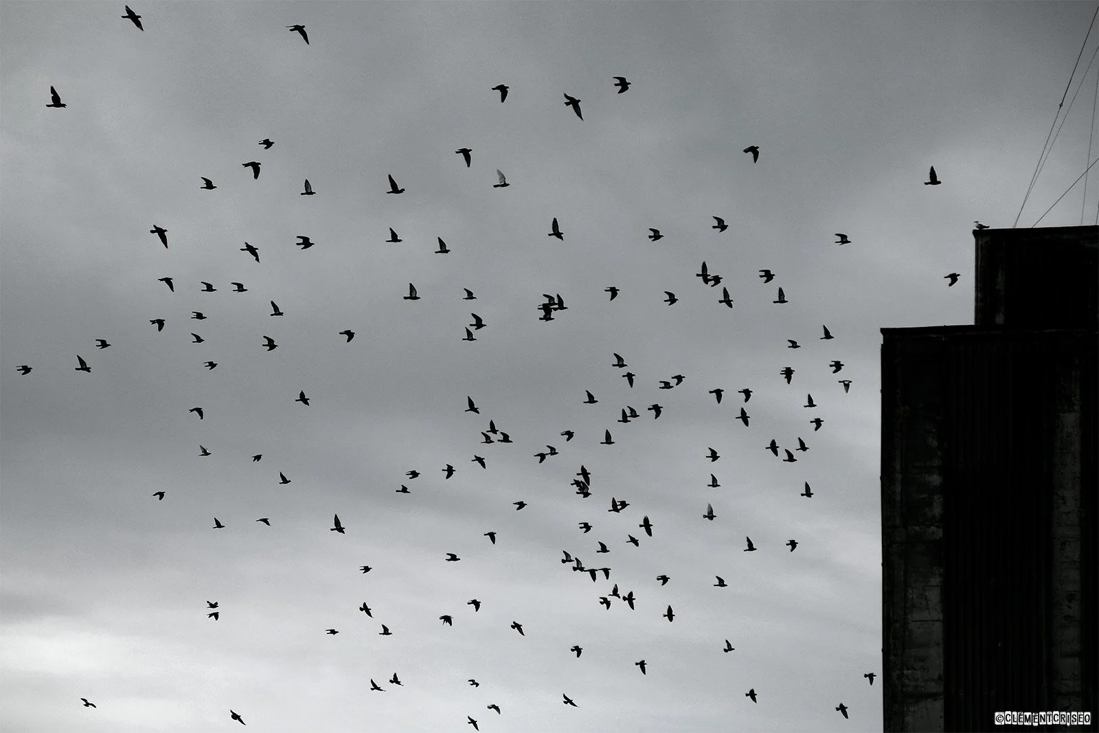 Est-ce un oiseau.