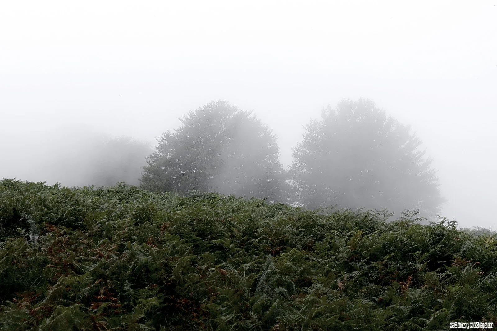 Un arbre peut en cacher un autre