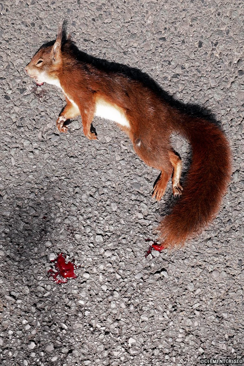 Violence routière