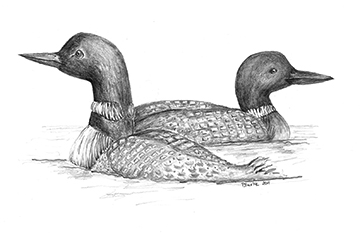 Loons
