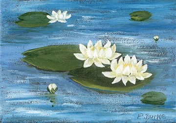 Waterlily