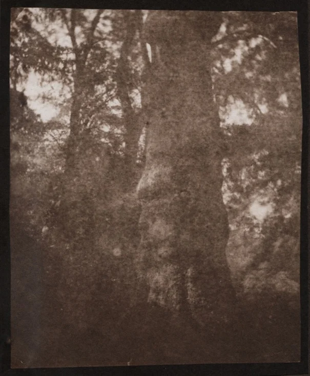 Giant syacamore-295.jpeg