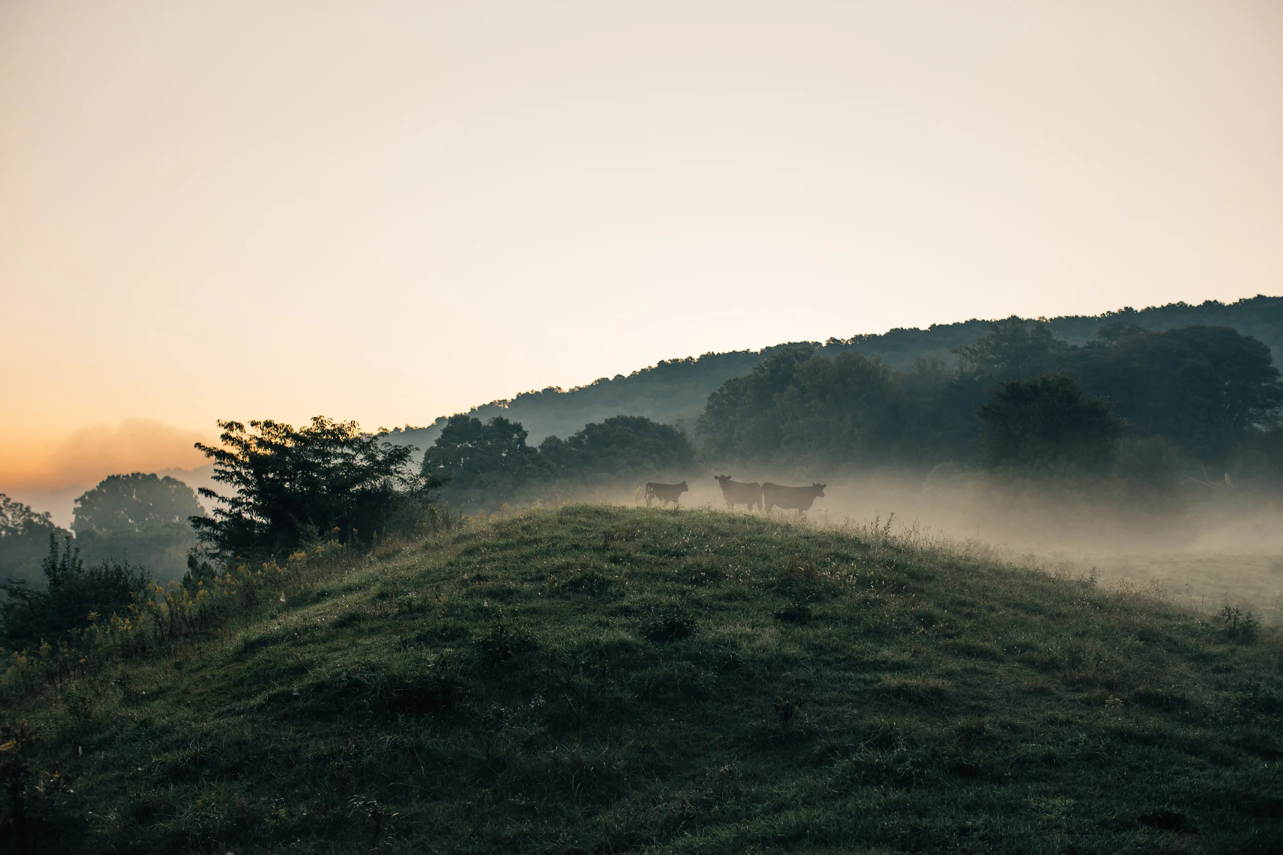 Death_to_stock_photography_farm_3.jpg