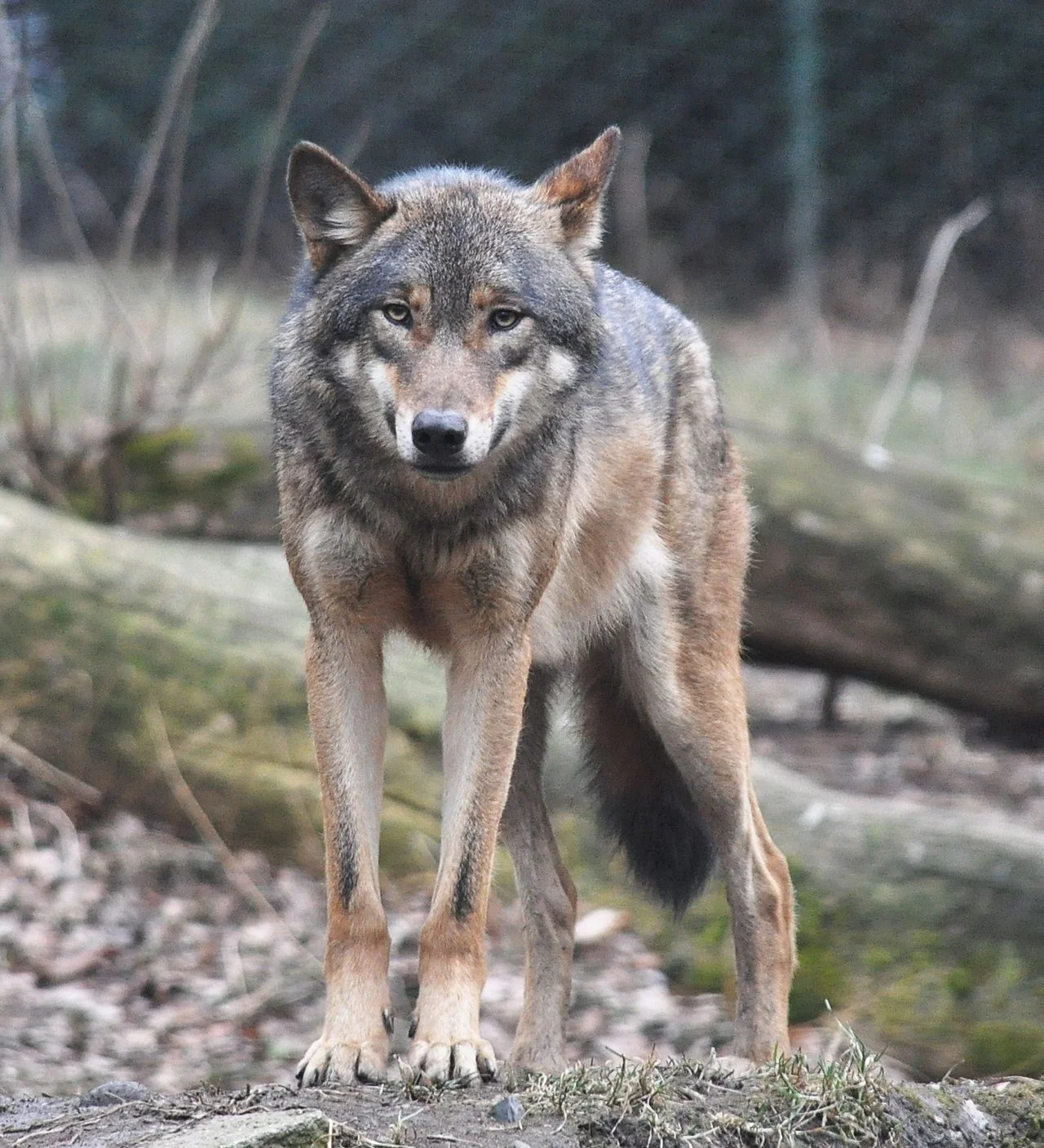 wolf.jpg