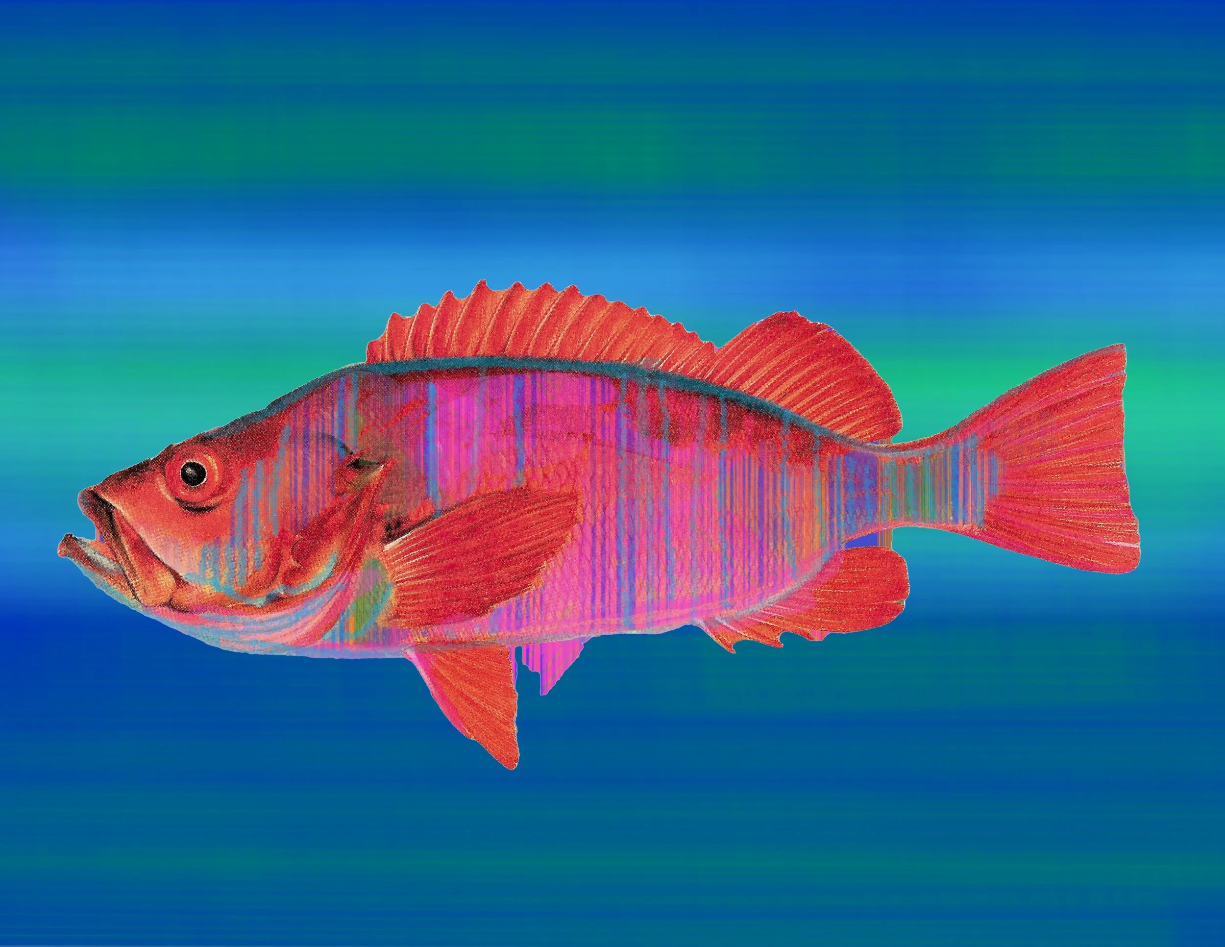 Red fish_Blue  2.jpeg