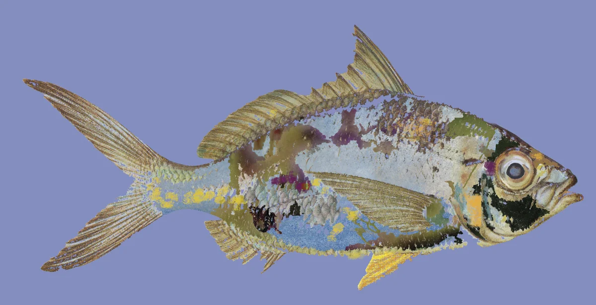 Purple Fish