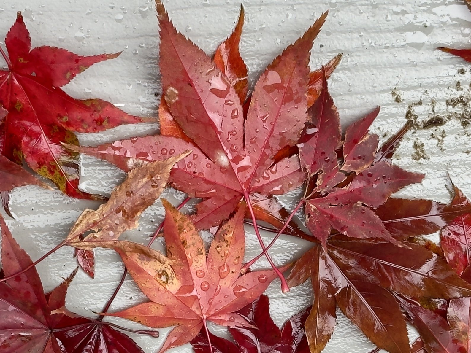 Fallen Leaves 